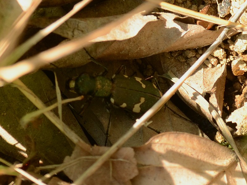 Cicindela hybrida