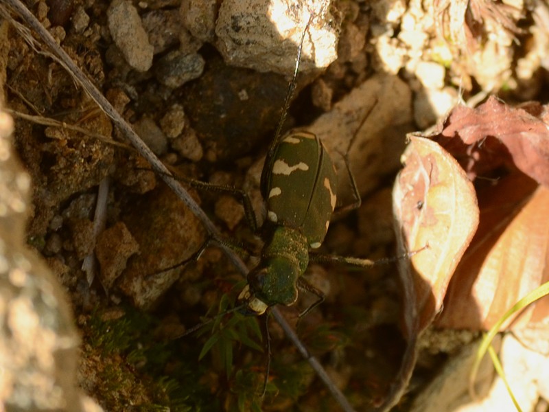 Cicindela hybrida