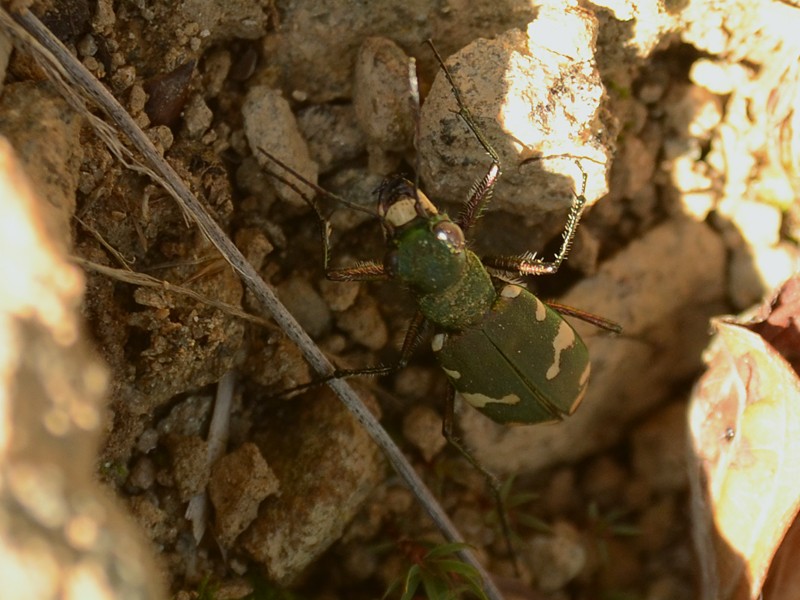 Cicindela hybrida