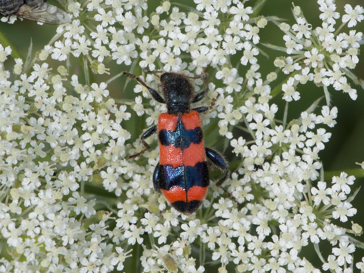 Trichodes apiarius