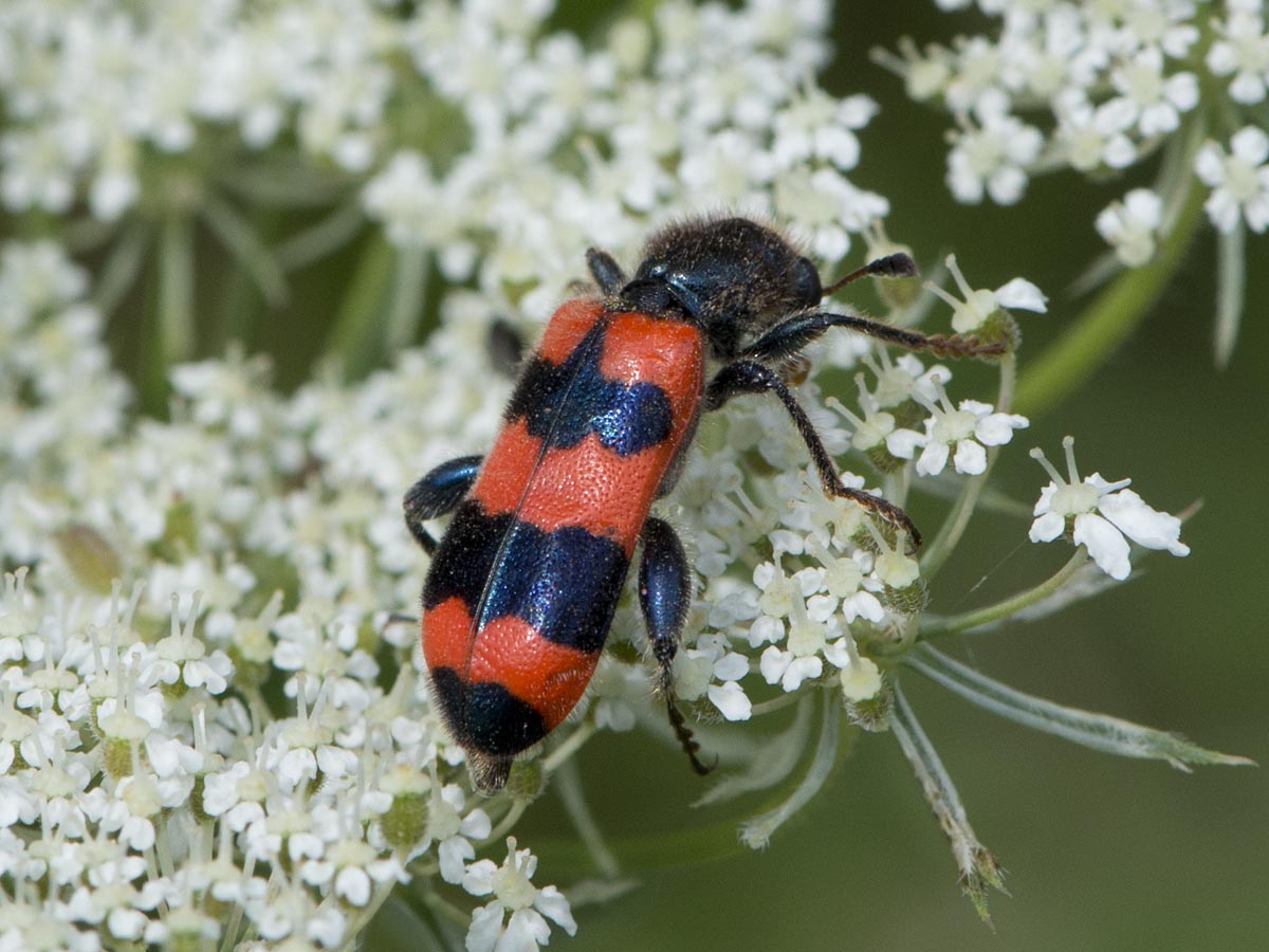 Trichodes apiarius