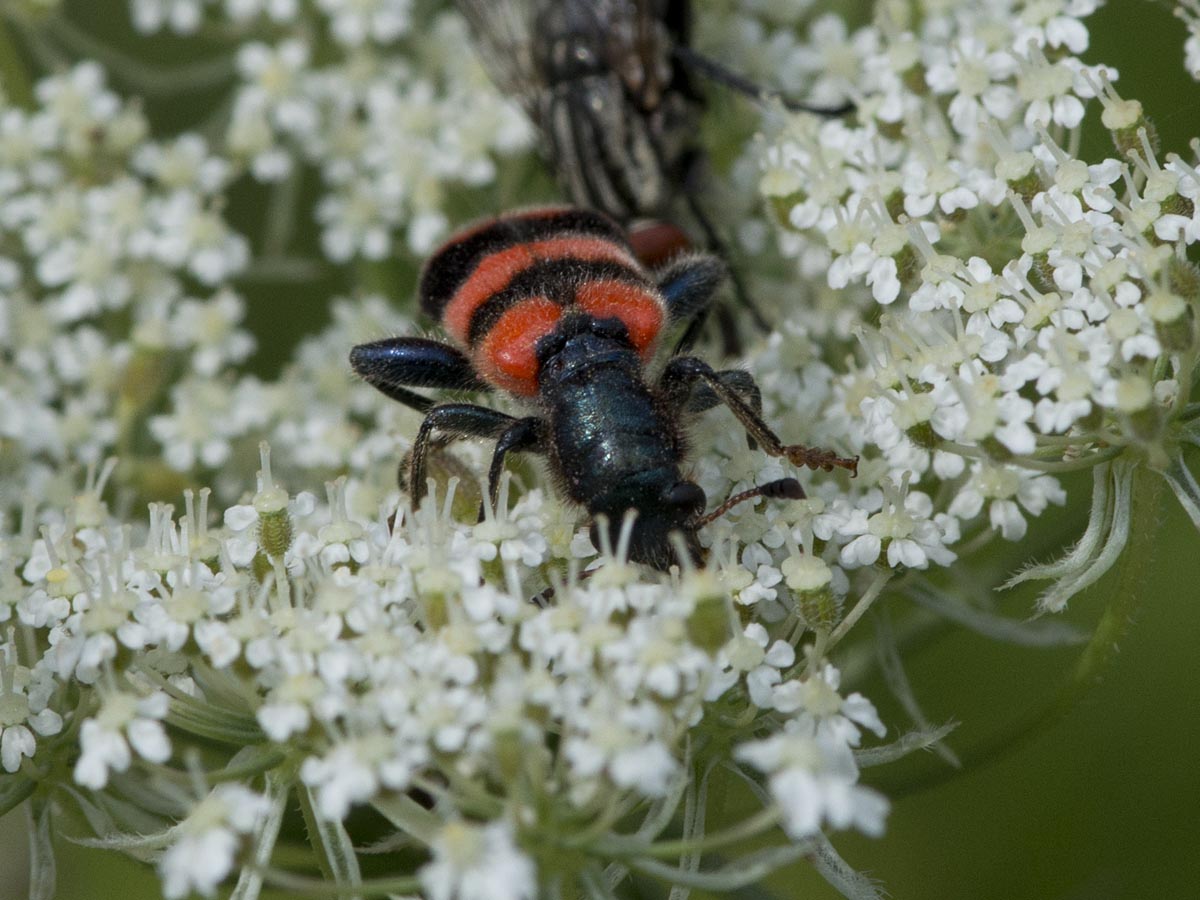 Trichodes apiarius