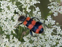 Gemeiner Bienenkäfer