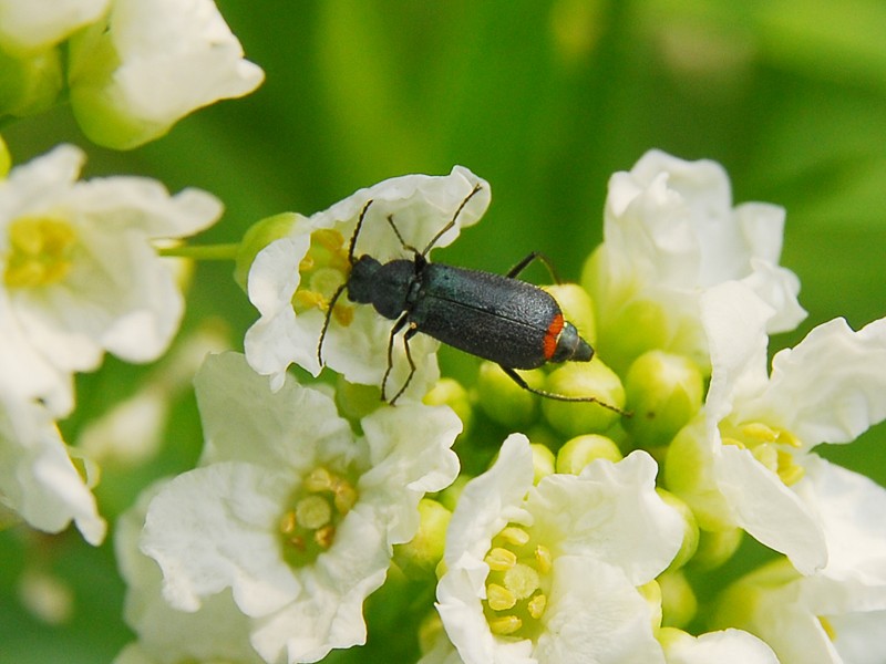 Malachius bipustulatus