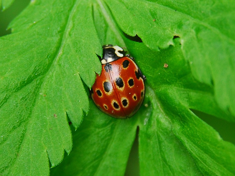 Anatis ocellata