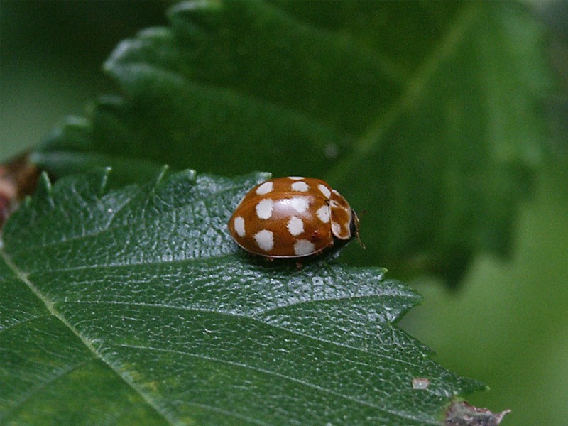 Calvia quatuordecimguttata