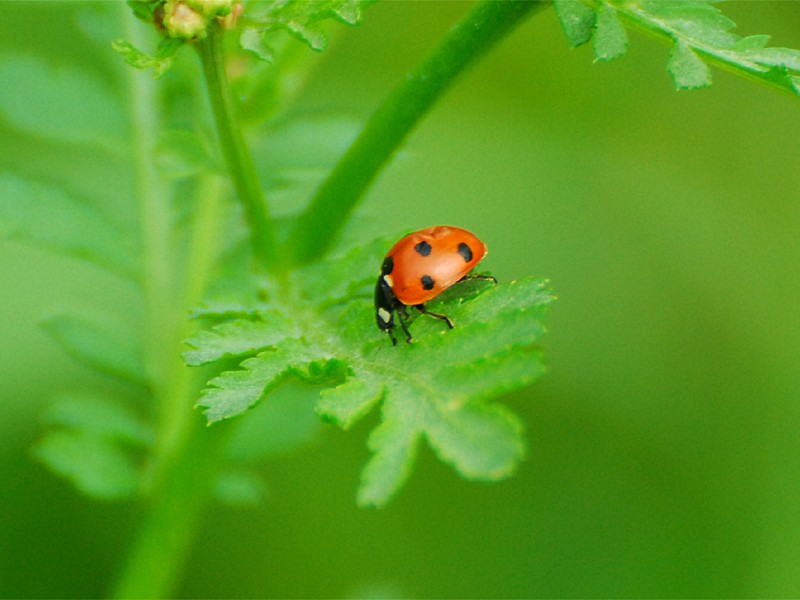 Coccinella septempunctata