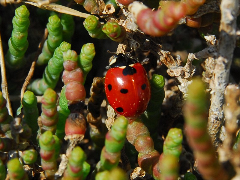 Coccinella