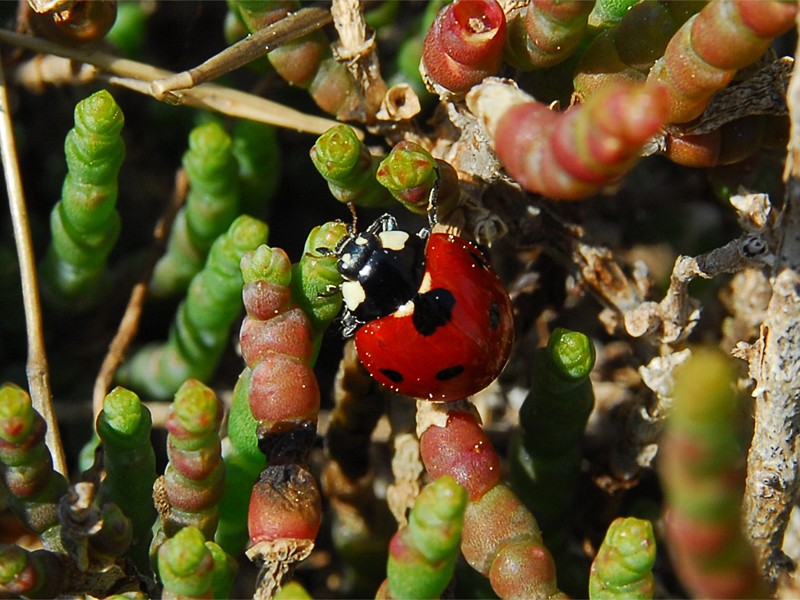 Coccinella septempunctata