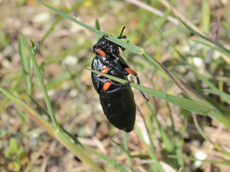 Meloe erythrocnemus