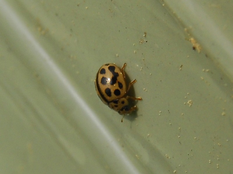 Tytthaspis sedecimpunctata