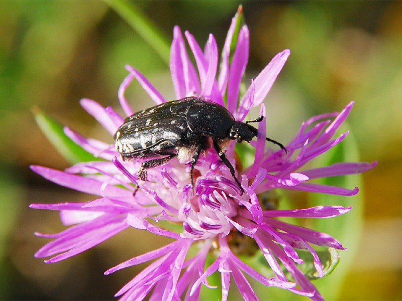 Oxythyrea funesta