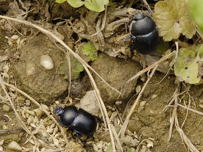 Trypocopris vernalis