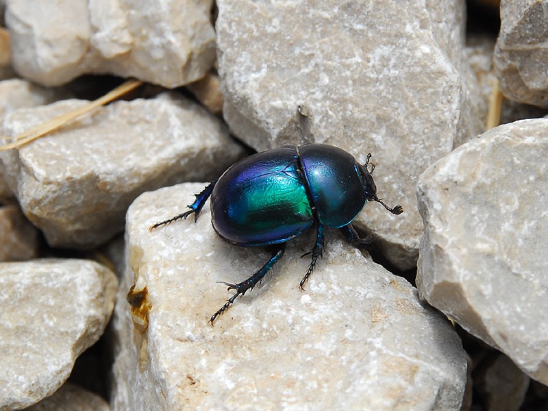 Trypocopris vernalis
