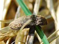 Mausgrauer Schnellkäfer