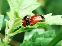 Geglätteter Blattkäfer