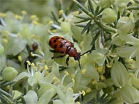 Zwölfpunkt-Spargelkäfer