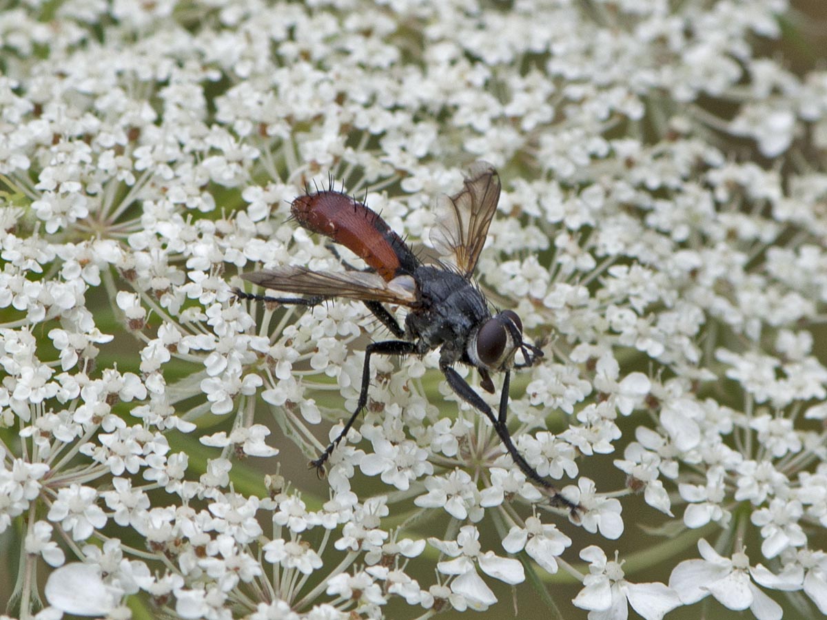 Cylindromyia bicolor