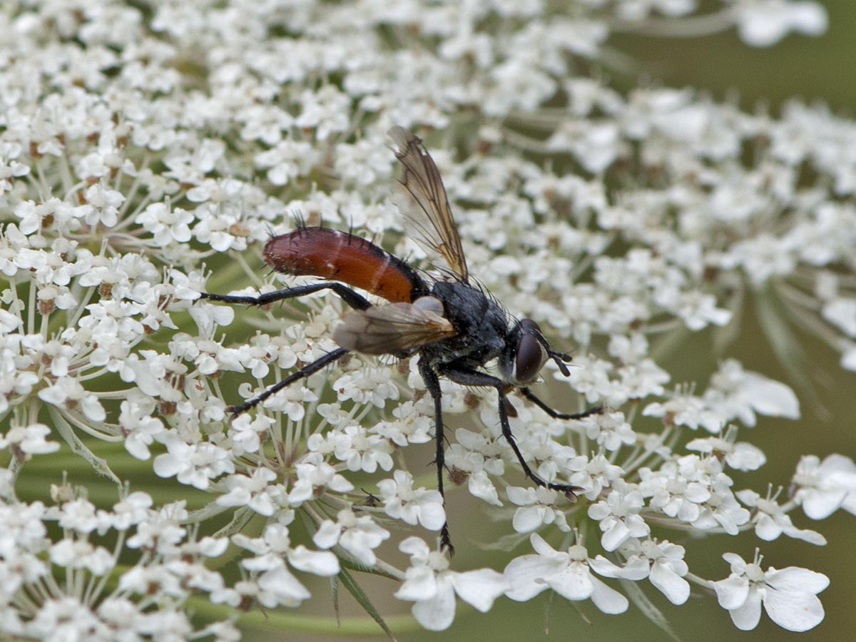 Cylindromyia bicolor