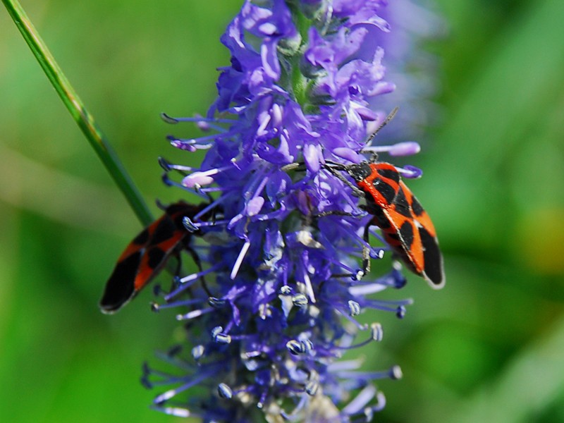 Tropidothorax leucopterus