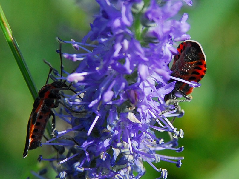 Tropidothorax leucopterus