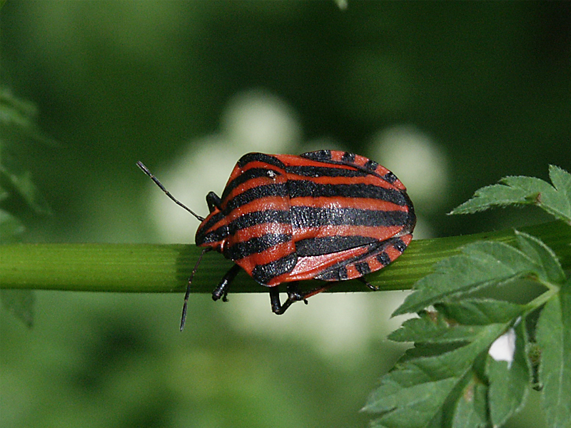 Graphosoma lineatum