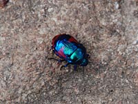 Ground Shield Bug