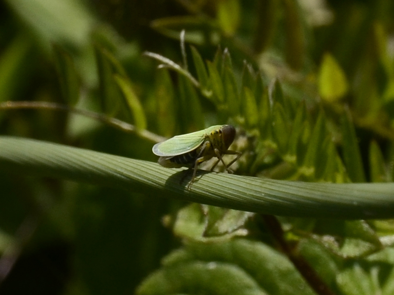 Cicadella viridis