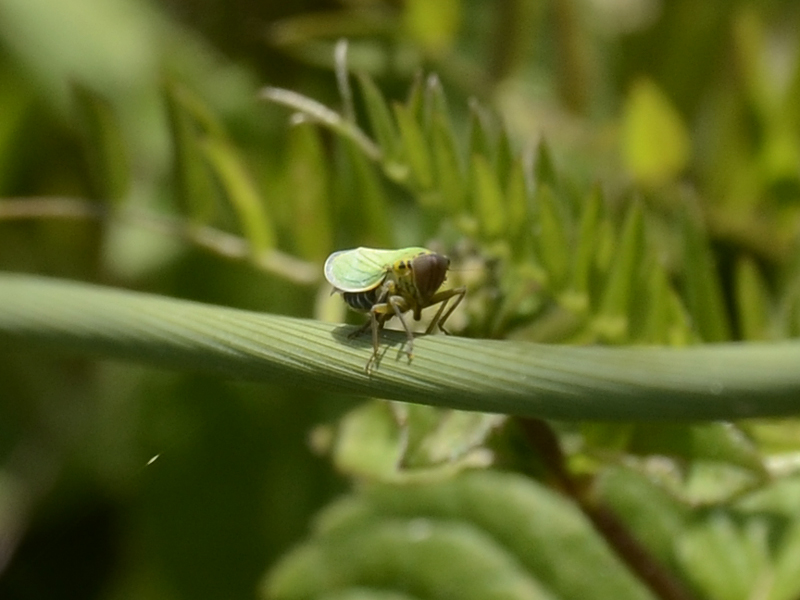 Cicadella viridis