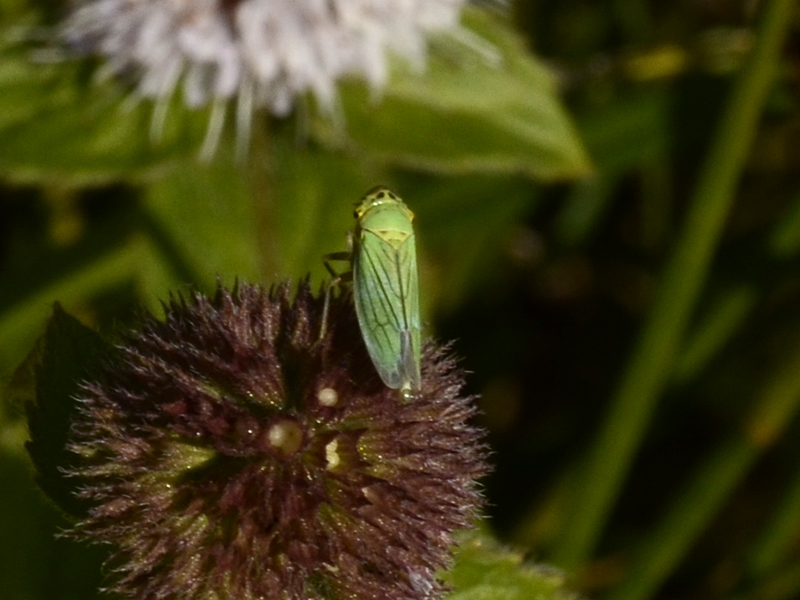 Cicadella viridis