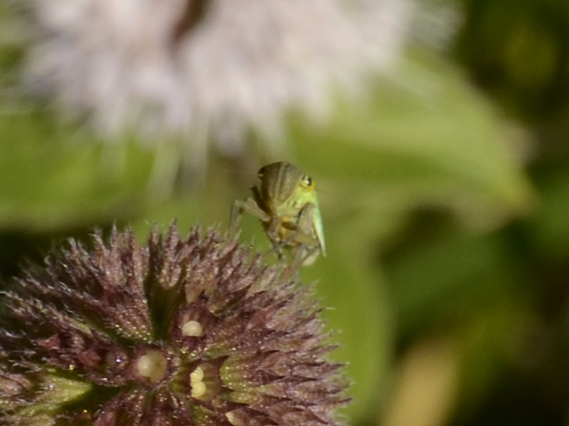 Cicadella viridis