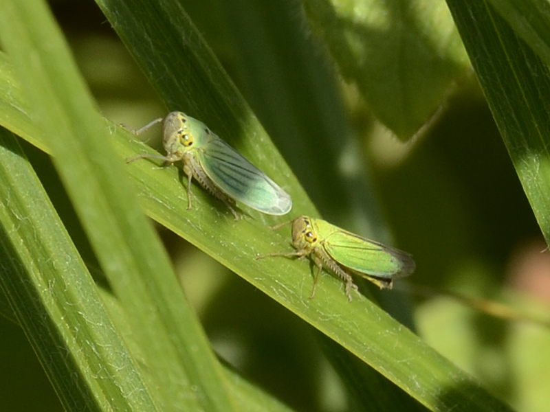 Cicadella viridis