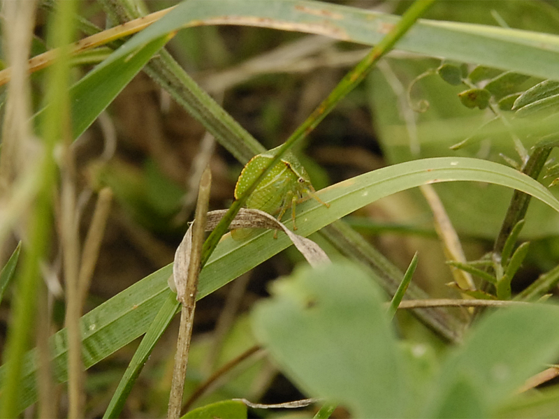 Stictocephalus bisonia