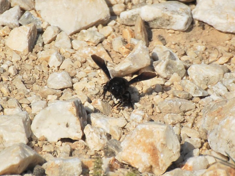 Megachile parietina