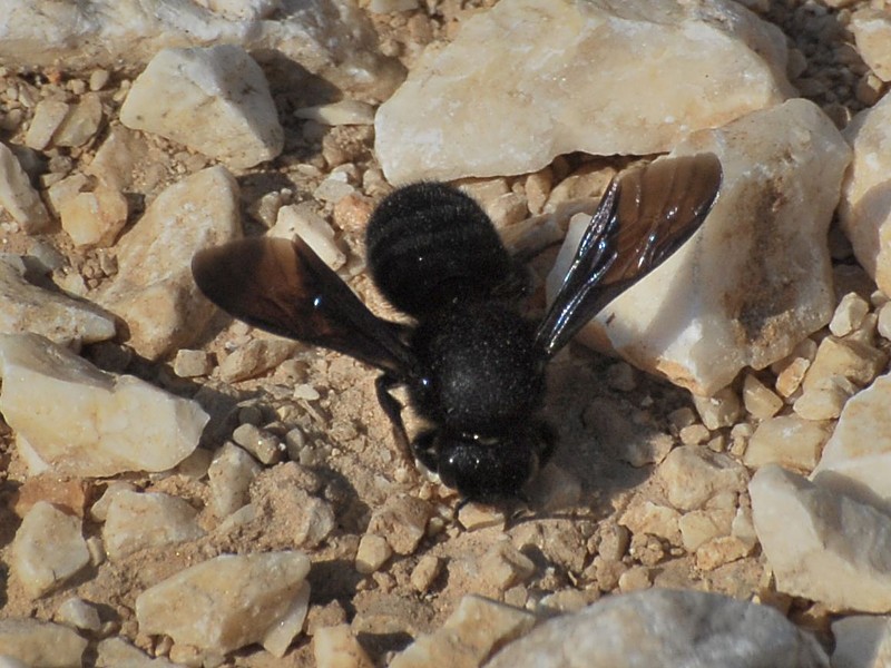 Megachile parietina