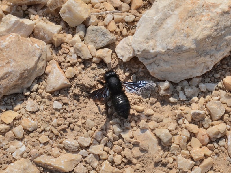 Megachile parietina