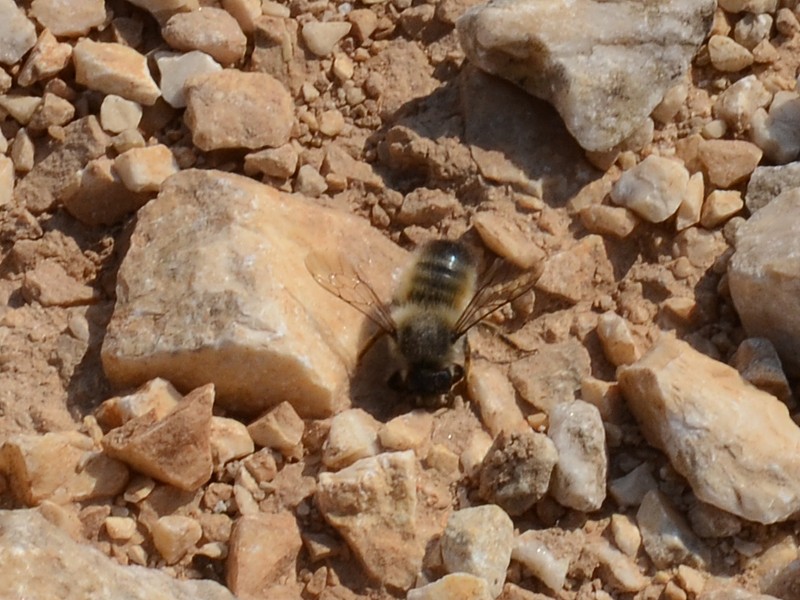 Megachile parietina