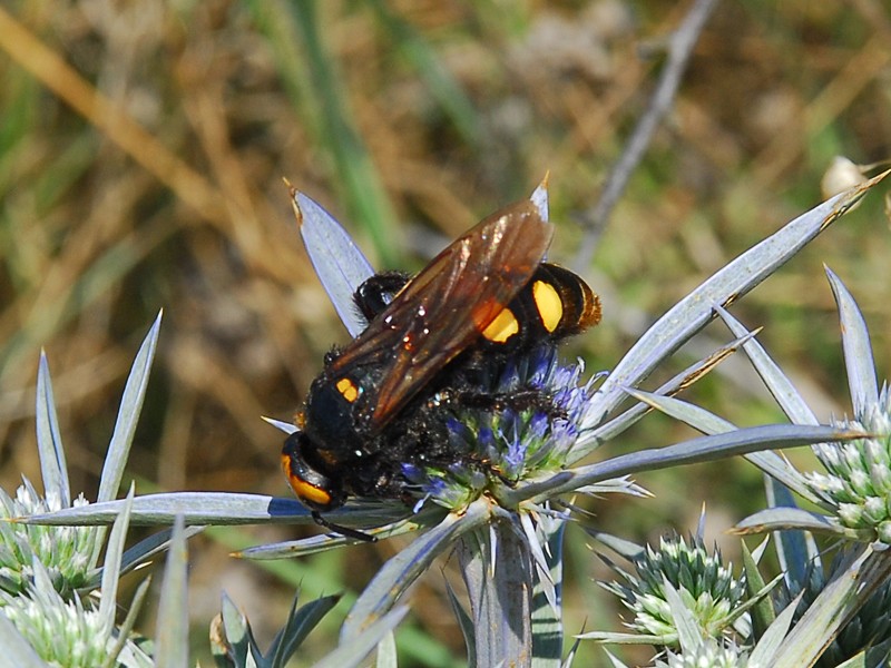 Scolia flavifrons