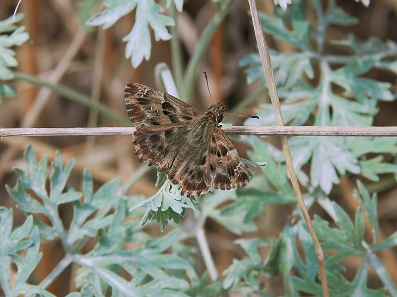 Carcharodus alceae