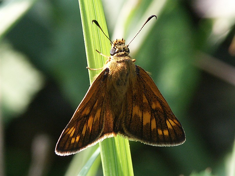 Ochlodes venatus