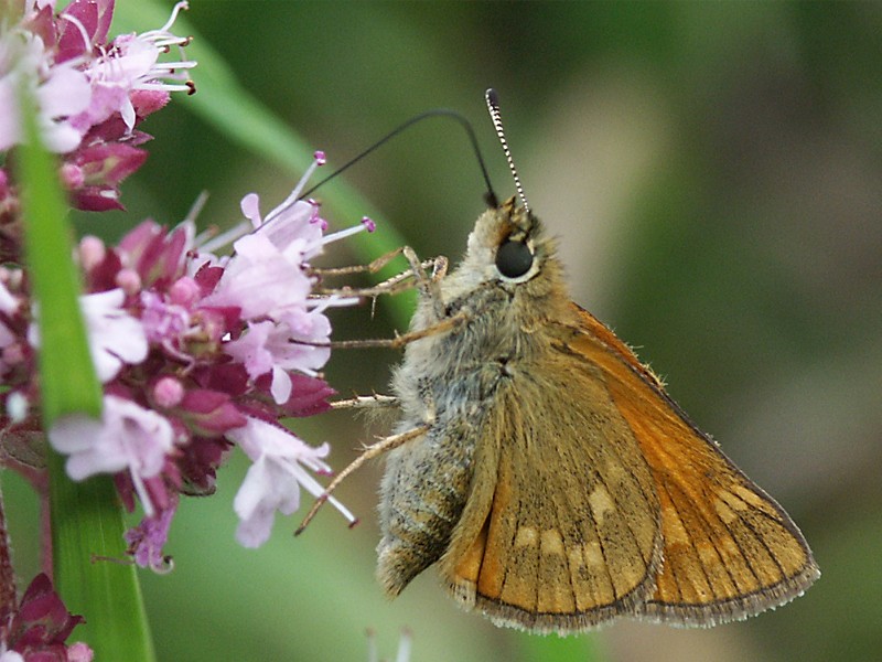 Ochlodes venatus