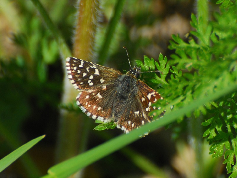 Pyrgus malvae