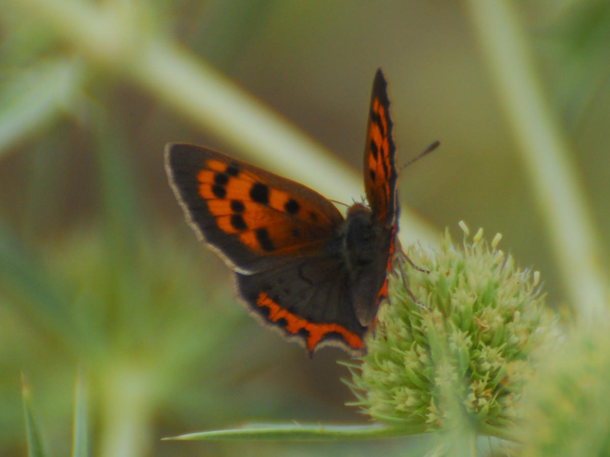 Lycaena phlaeas