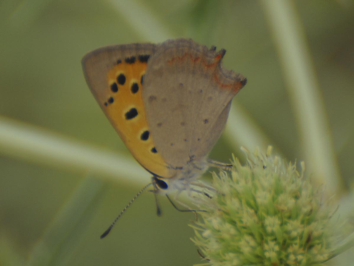 Lycaena phlaeas