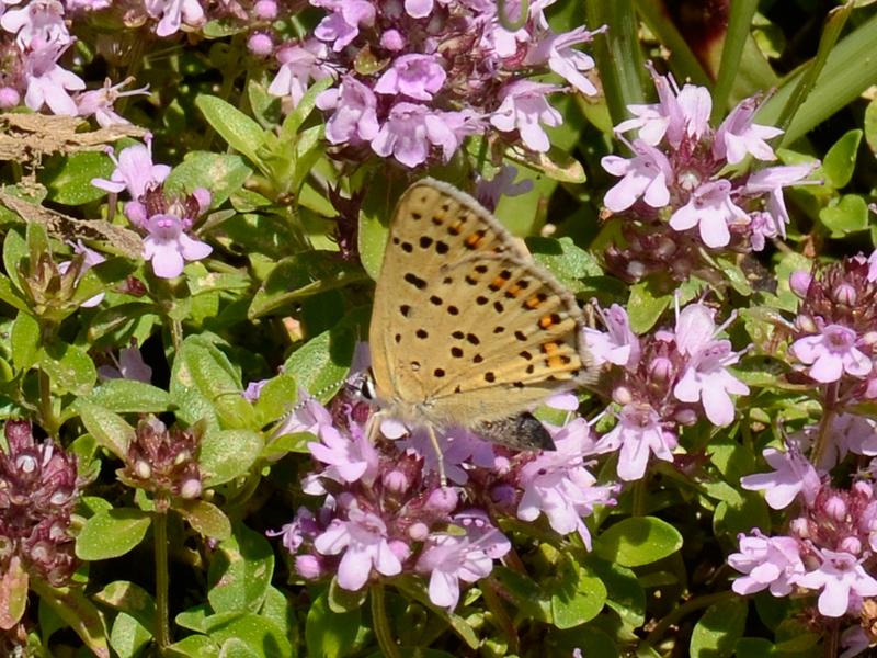 Lycaena tityrus