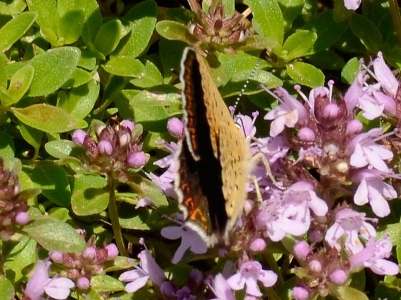 Lycaena tityrus