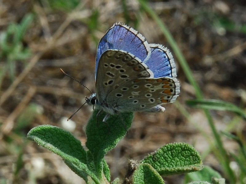  Polyommatus bellargus