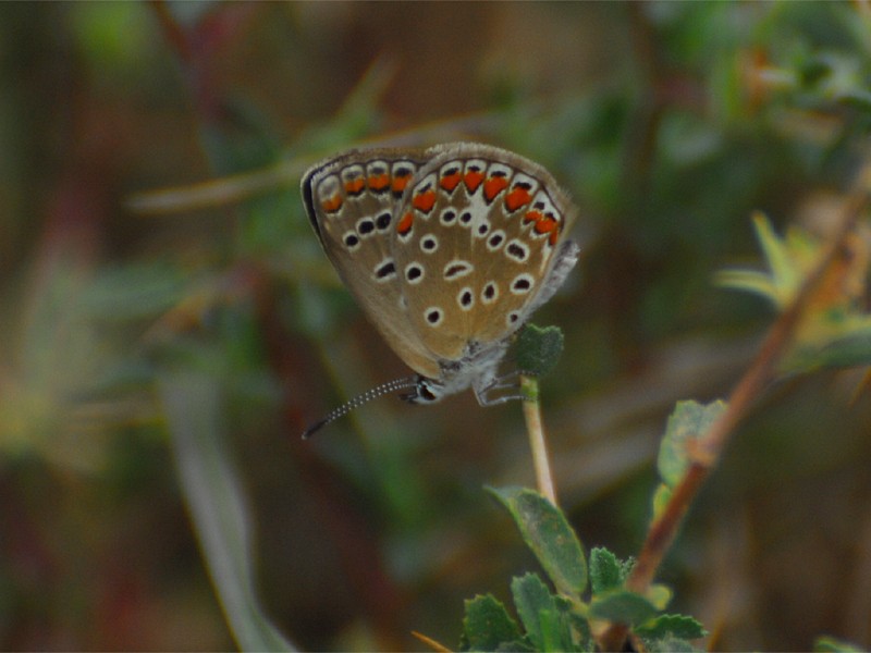 Polyommatus icarus