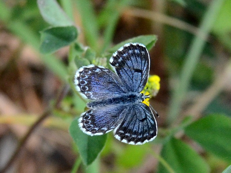 Pseudophilotes baton