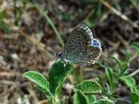  Himmelblauer Bläuling